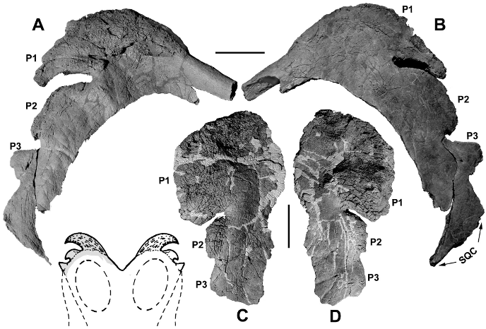 Medusaceratops