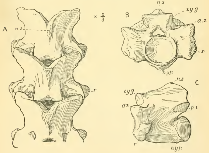 Gigantophis