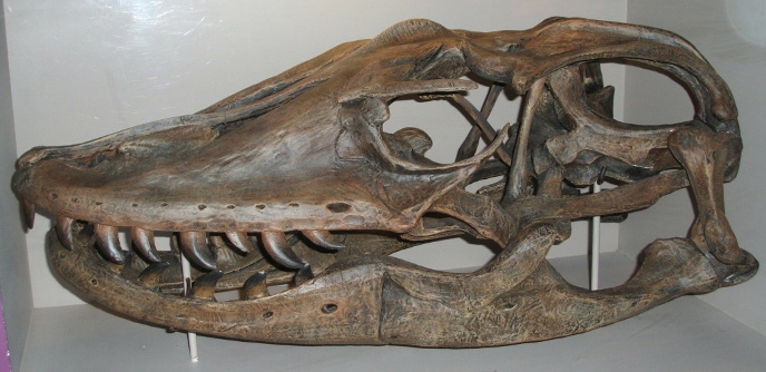 Megalania