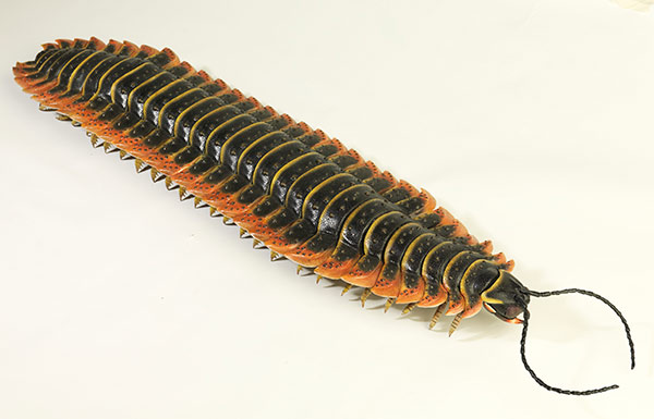 Arthropleura