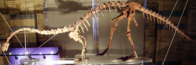 Massospondylus