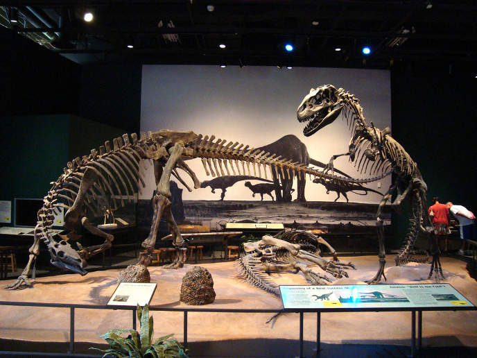 Скелеты камптозавра и аллозавра