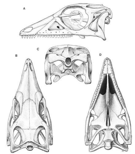 Lesothosaurus