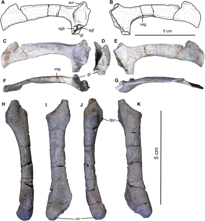 Лопатка и плечевая кость юэозавра