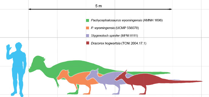 Pachycephalosaurus