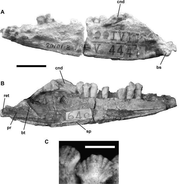 Wannanosaurus