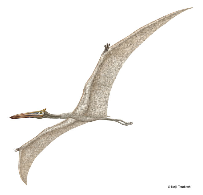 Quetzalcoatlus northropi