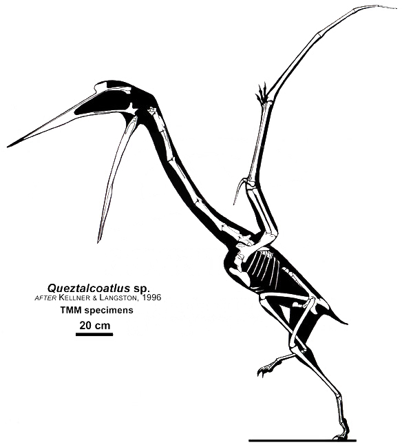 Quetzalcoatlus sp.