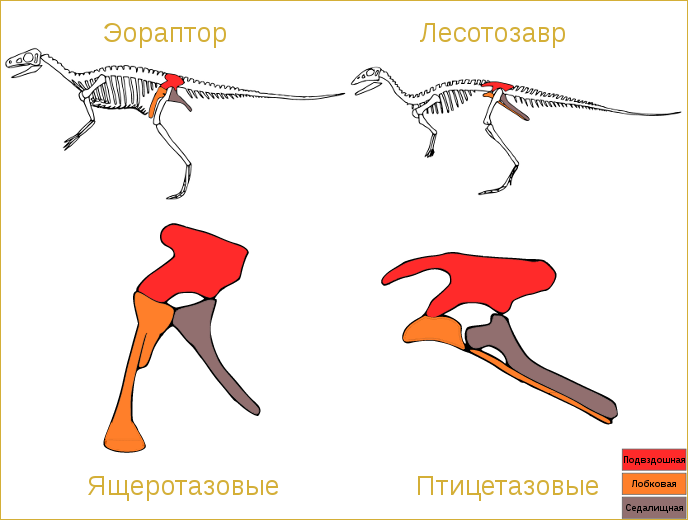 Ящеротазовые и птицетазовые динозавры