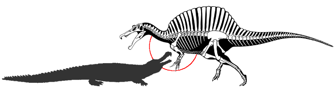 Спинозавр против саркозуха