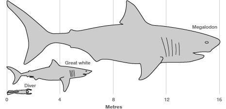Размер мегалодона