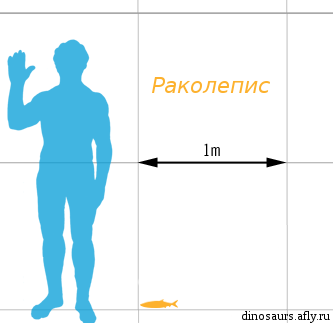 Раколепис