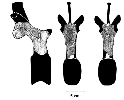 Craterosaurus