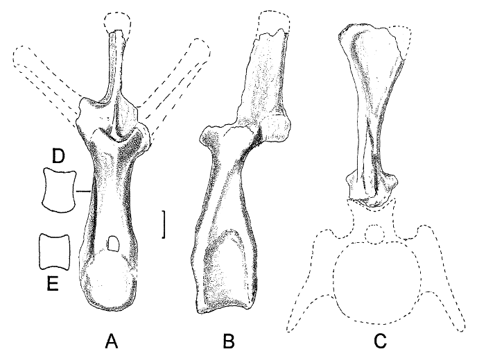 Hypsirhophus