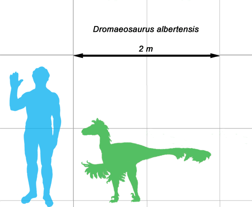 Dromaeosaurus