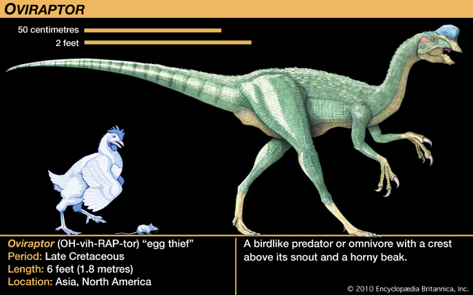 Oviraptor