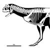 Скелет карнотавра