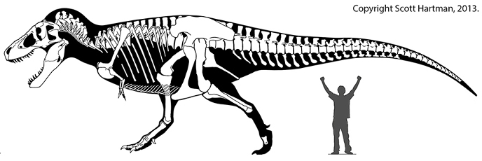 Размер тираннозавра