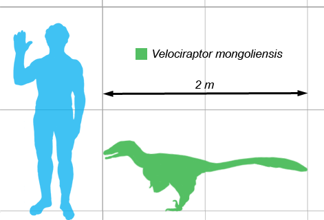 Velociraptor