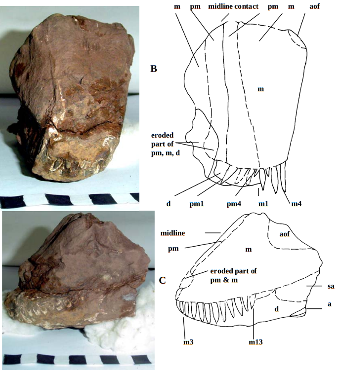 Balochisaurus